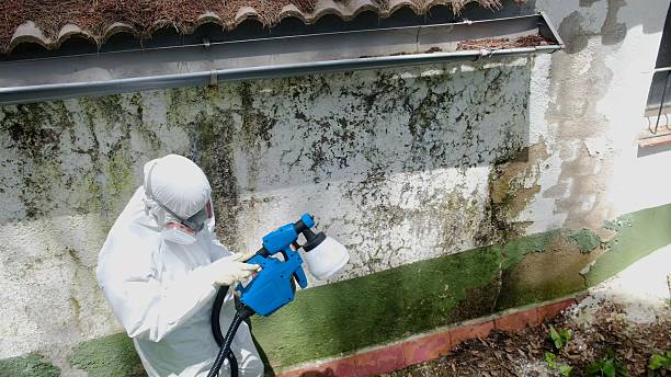 Top rated local Mold Remediation specialists in Cary, IL